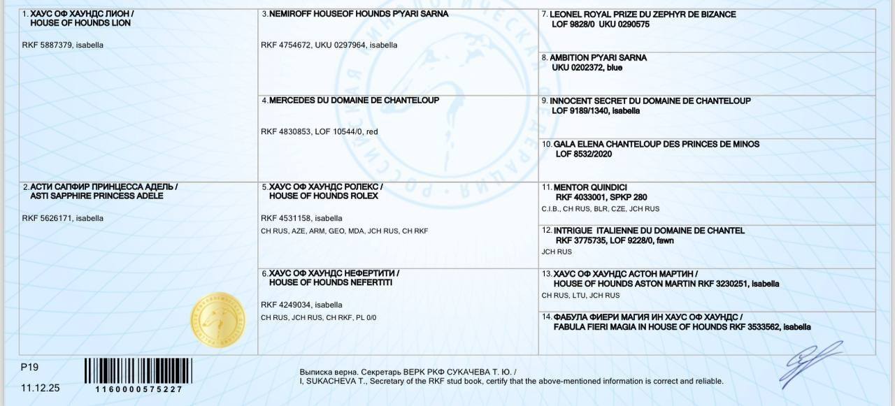 Asti Sapphire Yaasiina Laysan Cerulian. Профессиональный питомник левреток РКФ/FCI ASTI SAPPHIRE 💎 Сочи|Санкт-Петербург