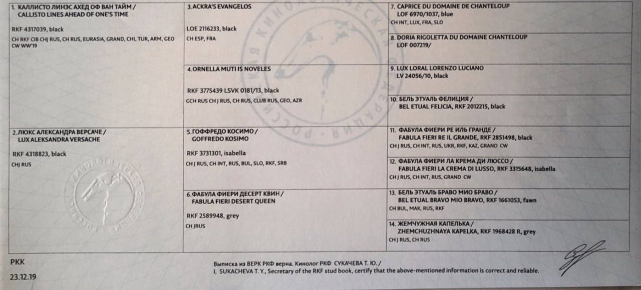 Asti Sapphire Olympia. Профессиональный питомник левреток РКФ/FCI ASTI SAPPHIRE 💎 Сочи|Санкт-Петербург