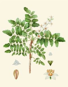 Масло ладана. VDAO.RU — исцеляющие практики