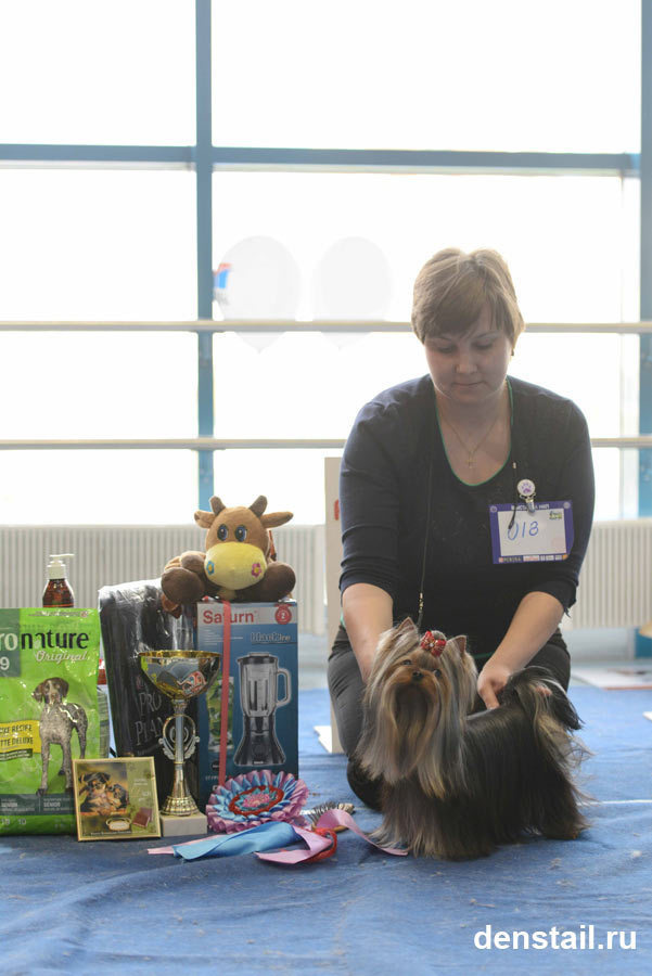 2014 г Результаты выставок. Питомник Йоркширских терьеров Дэнстайл в Санкт-Петербурге заводчик Тих