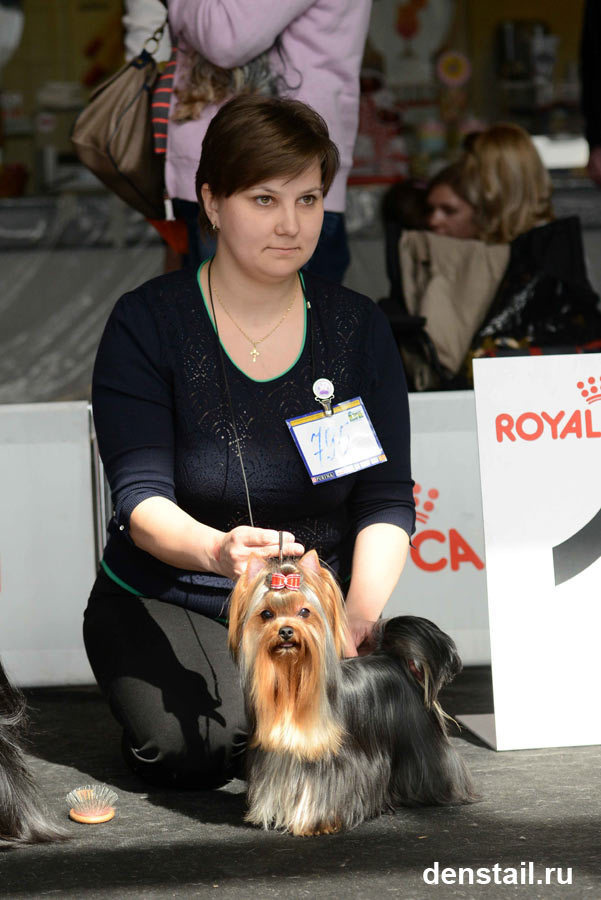 2014 г Результаты выставок. Питомник Йоркширских терьеров Дэнстайл в Санкт-Петербурге заводчик Тих