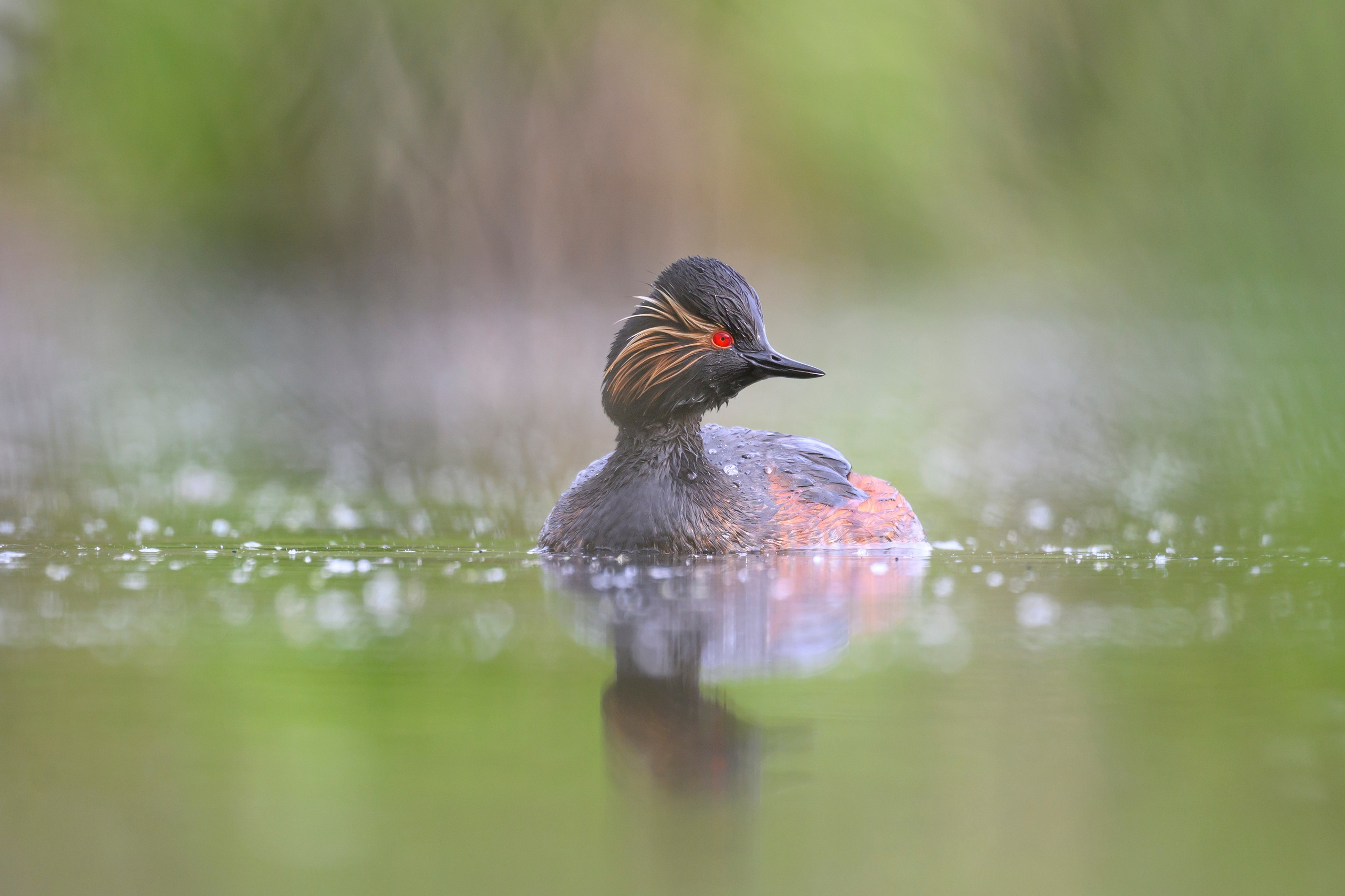 Черношейная поганка. Wildlife photography by Sergey Puponin