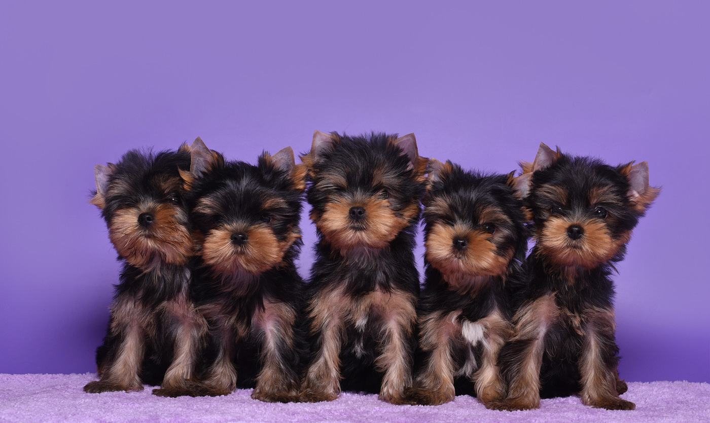 Щенки на продажу. Питомник Йоркширских терьеров Дэнстайл в Санкт-Петербурге заводчик Тих