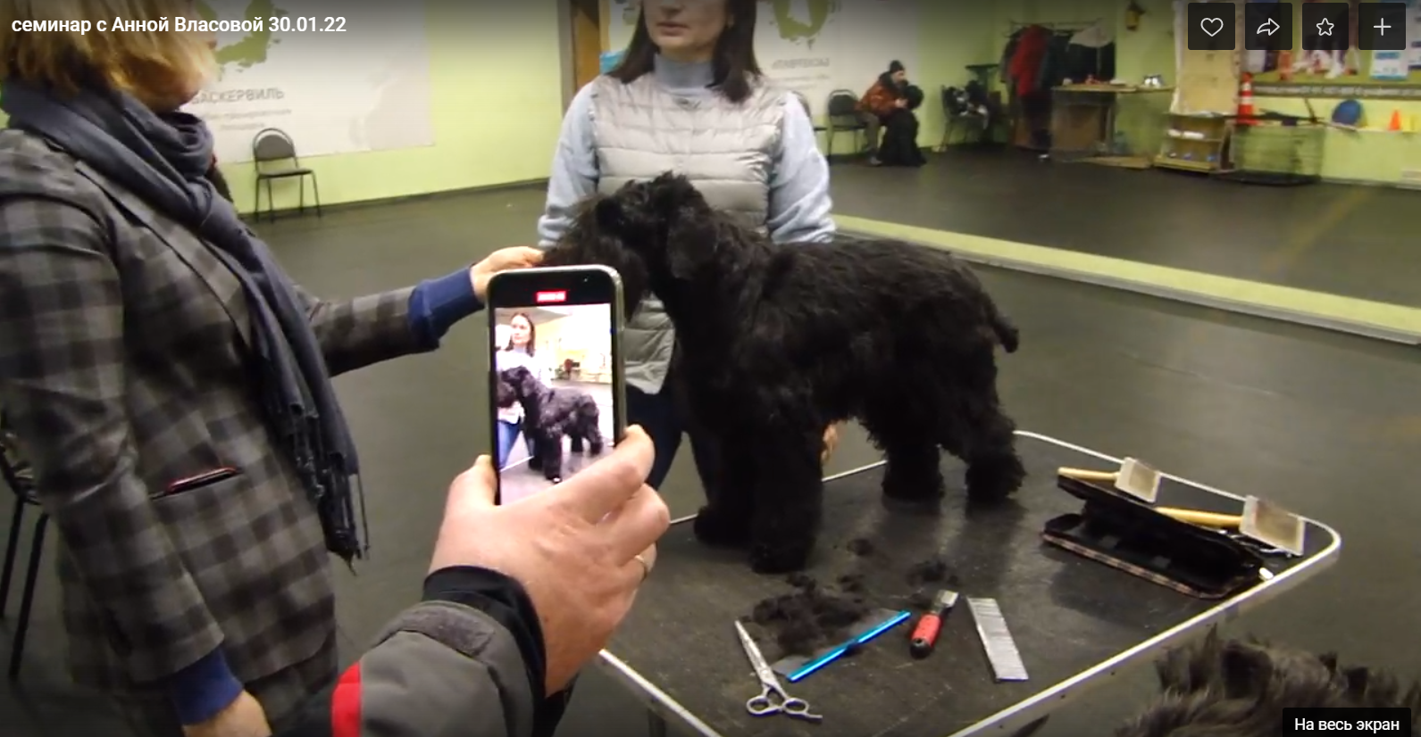 СЕМИНАР «Груминг, хендлинг ризеншнауцеров, шнауцеров. Племенное дело». НРОО КЦ "Собаковод"