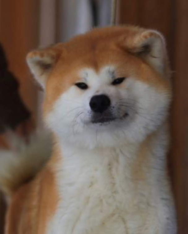 Суки питомника. Питомник Акита-Ину