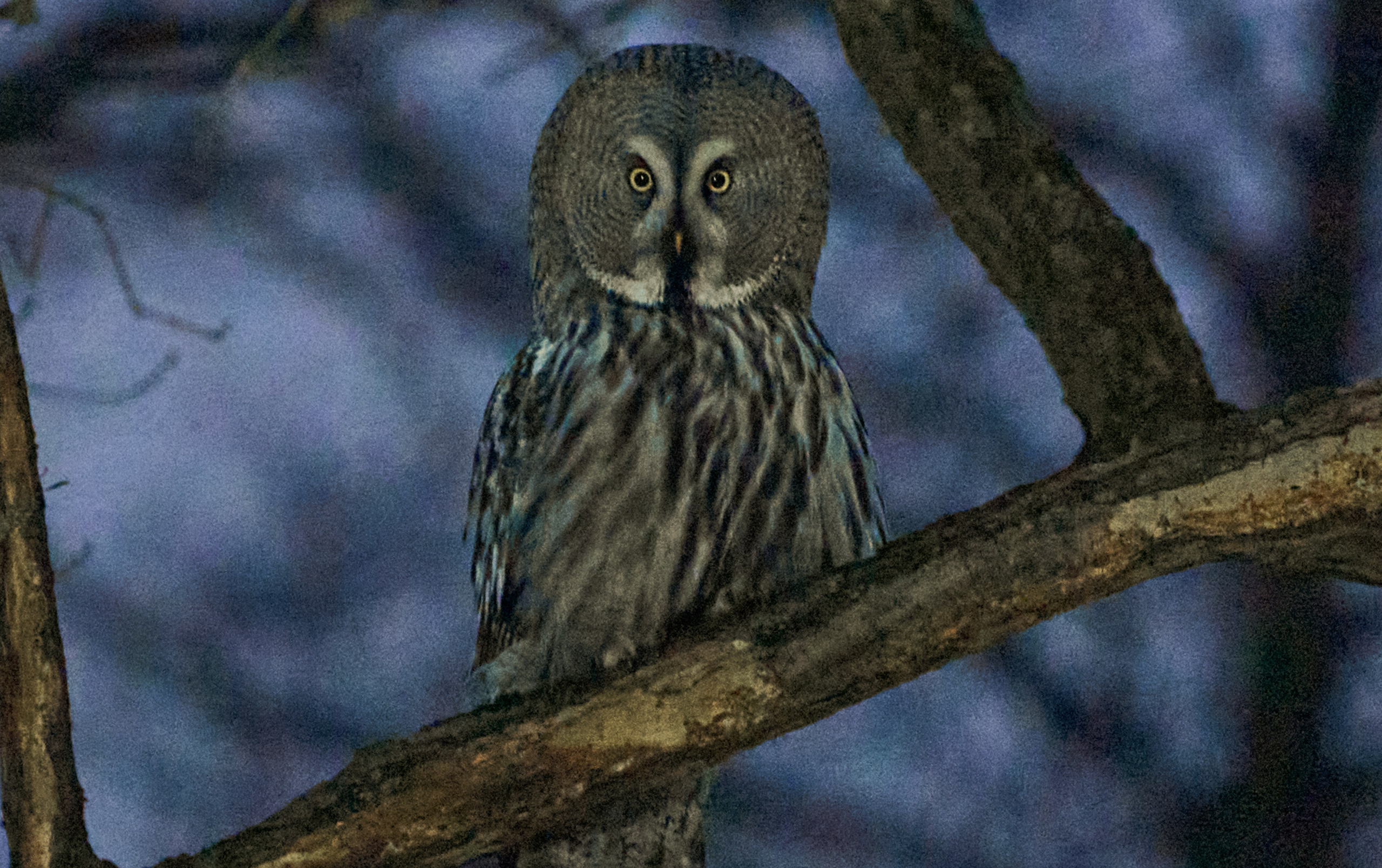 Нейросети для анималистов и бёрдвочеров. Фотограф Константин Шамин