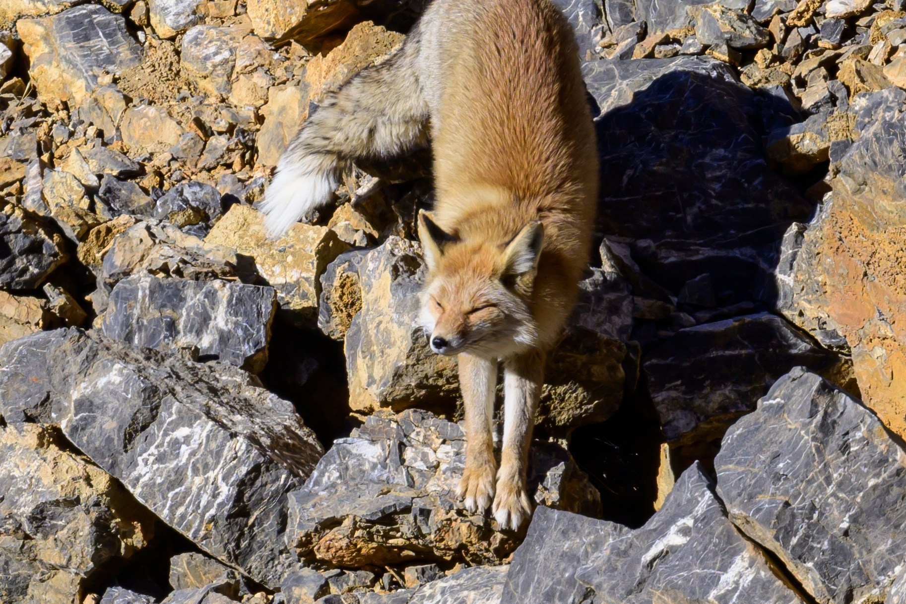 Путешествие в долину Спити: снежные барсы и духовное наследие Гималаев. Wildlife photography by Sergey Puponin