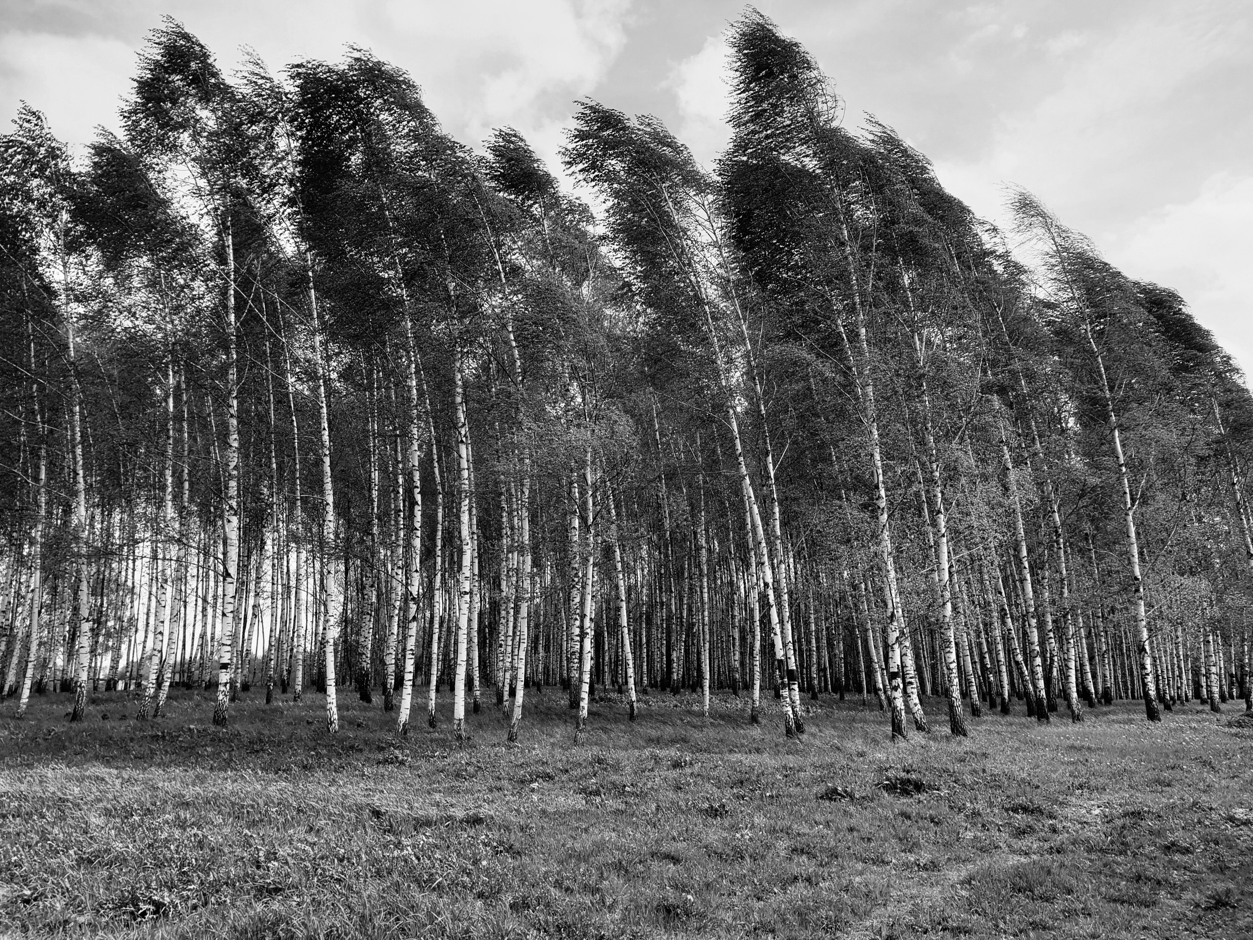 Дроздова Ирина. Организация фотовыставок в Петербурге и Москве, MFamilia (МФамилия)