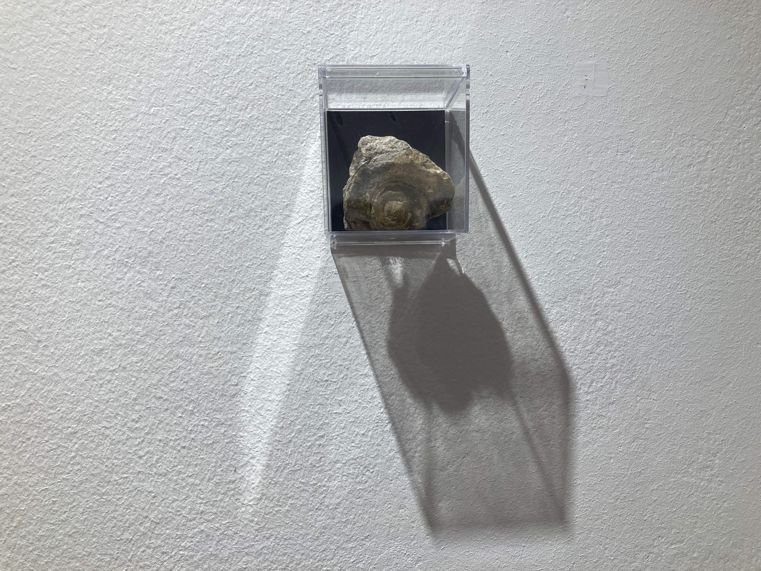 Возвращение (2024 г.). Плёночный фотограф Юлия Андрейченко в Москве