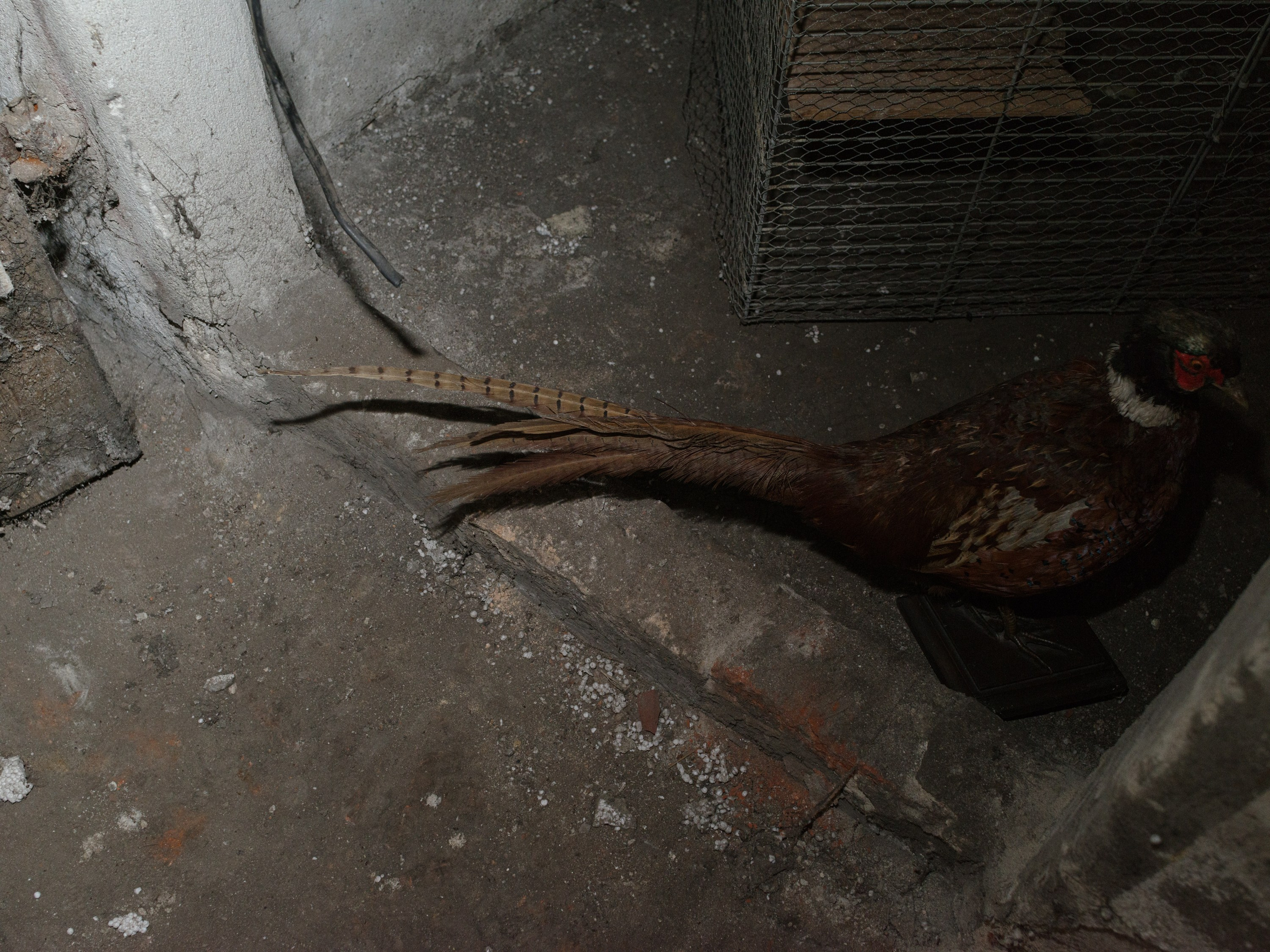 Fine art print Kouzmitcheva