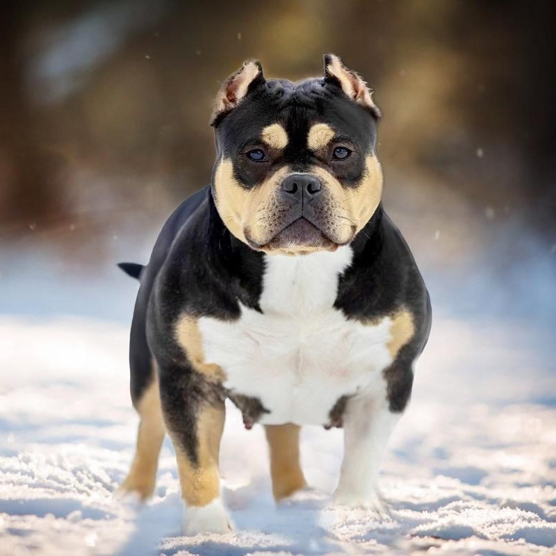 Фото матери: Чистокровная племенная сука американского булли STAR KARUNA DA VINCIS BULLY окраса черный триколор Абакан