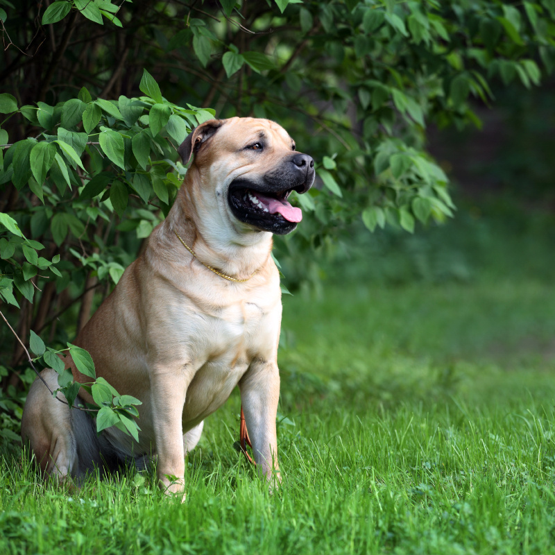 Интерчемпион, хендлинг Санкт-Петербург