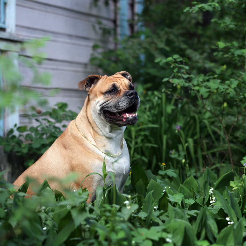 Кадебо Чемпион России