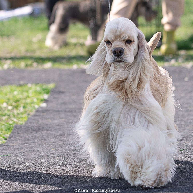 Услуги. Yana Karamysheva Animal Photo