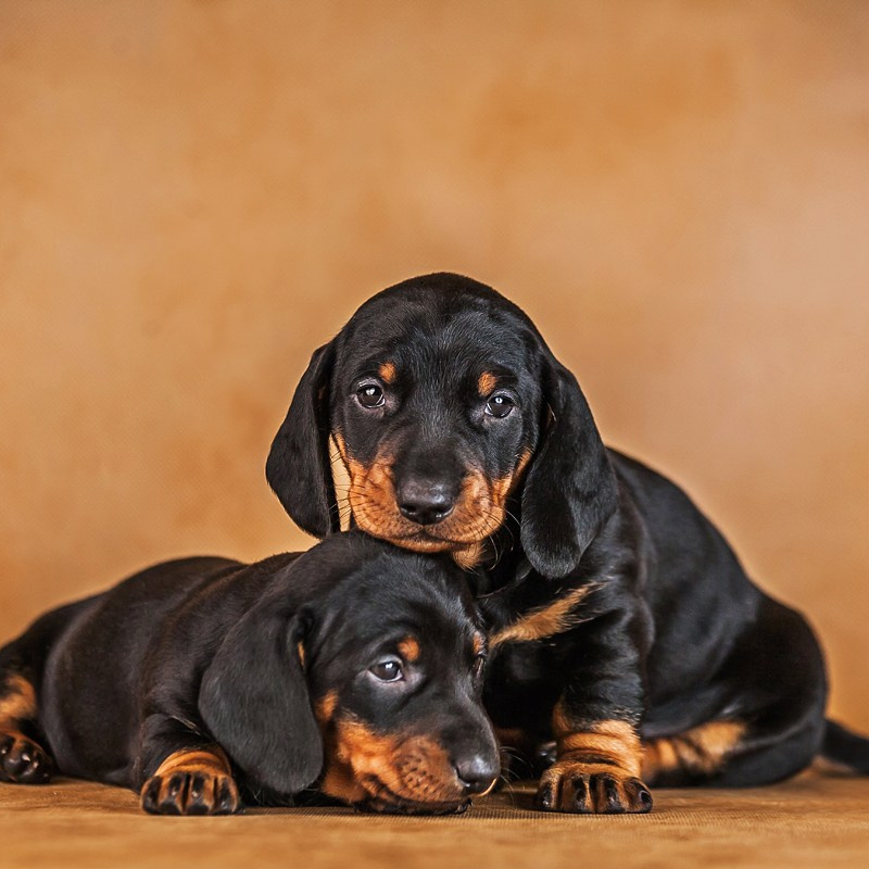 Консультации ОНЛАЙН. Фотограф и Кинолог Ольга Мурзина