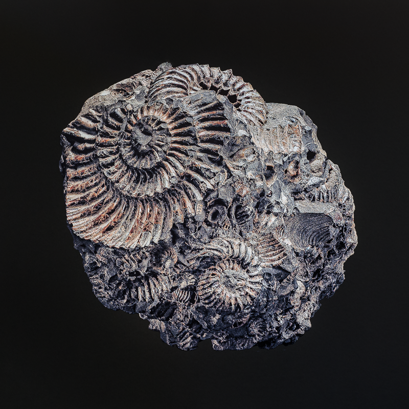 The Fossil. Andrey Akimov Photography