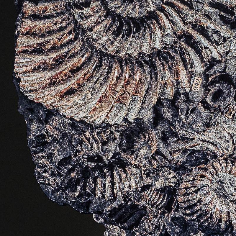 The Fossil. Andrey Akimov Photography