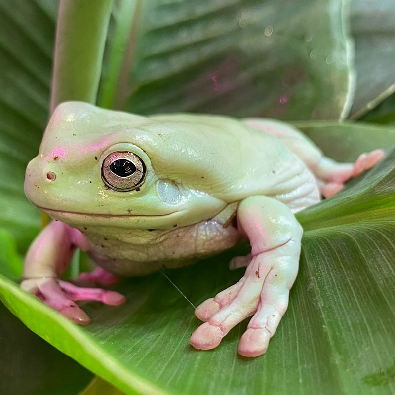 Террариум — рептилии и амфибии в зоопарке «Лесная Братва» Екатеринбург. Зоопарк уникальных животных Лесная братва