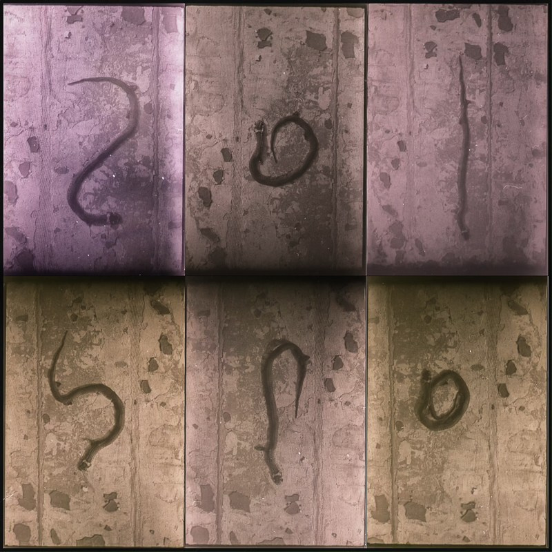 Inside Out (2024). Multidisciplinary Artist and Filmmaker Sofia Melikova