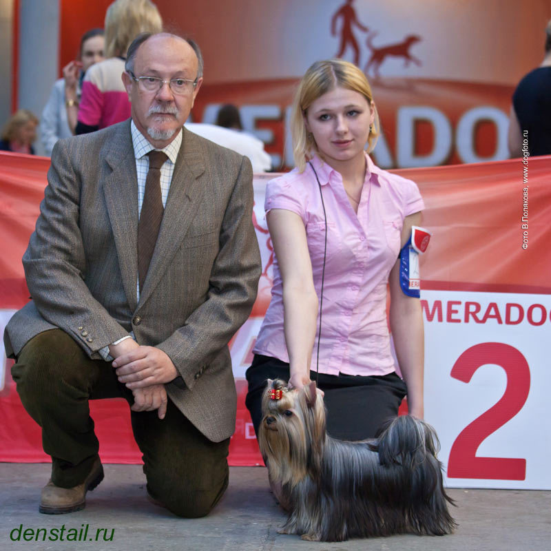 2011-2012 г Результаты выставок. Питомник Йоркширских терьеров Дэнстайл в Санкт-Петербурге заводчик Тих