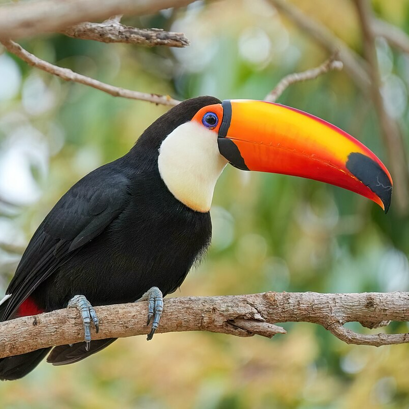 Мир попугаев — тропические птицы в зоопарке «Лесная Братва» Екатеринбург. Зоопарк уникальных животных Лесная братва