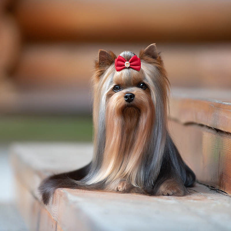 Экстерьерная фотосессия животных. Семьи, дети, сады, школы. Фотограф Первенцева Елена. Москва