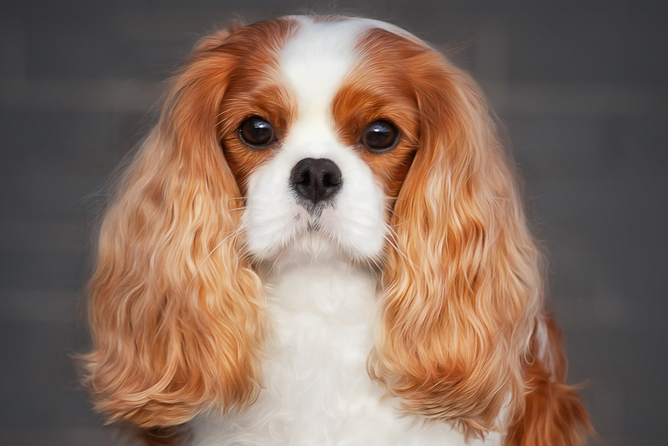 Суки. Питомник кавалер кинг чарльз спаниелей