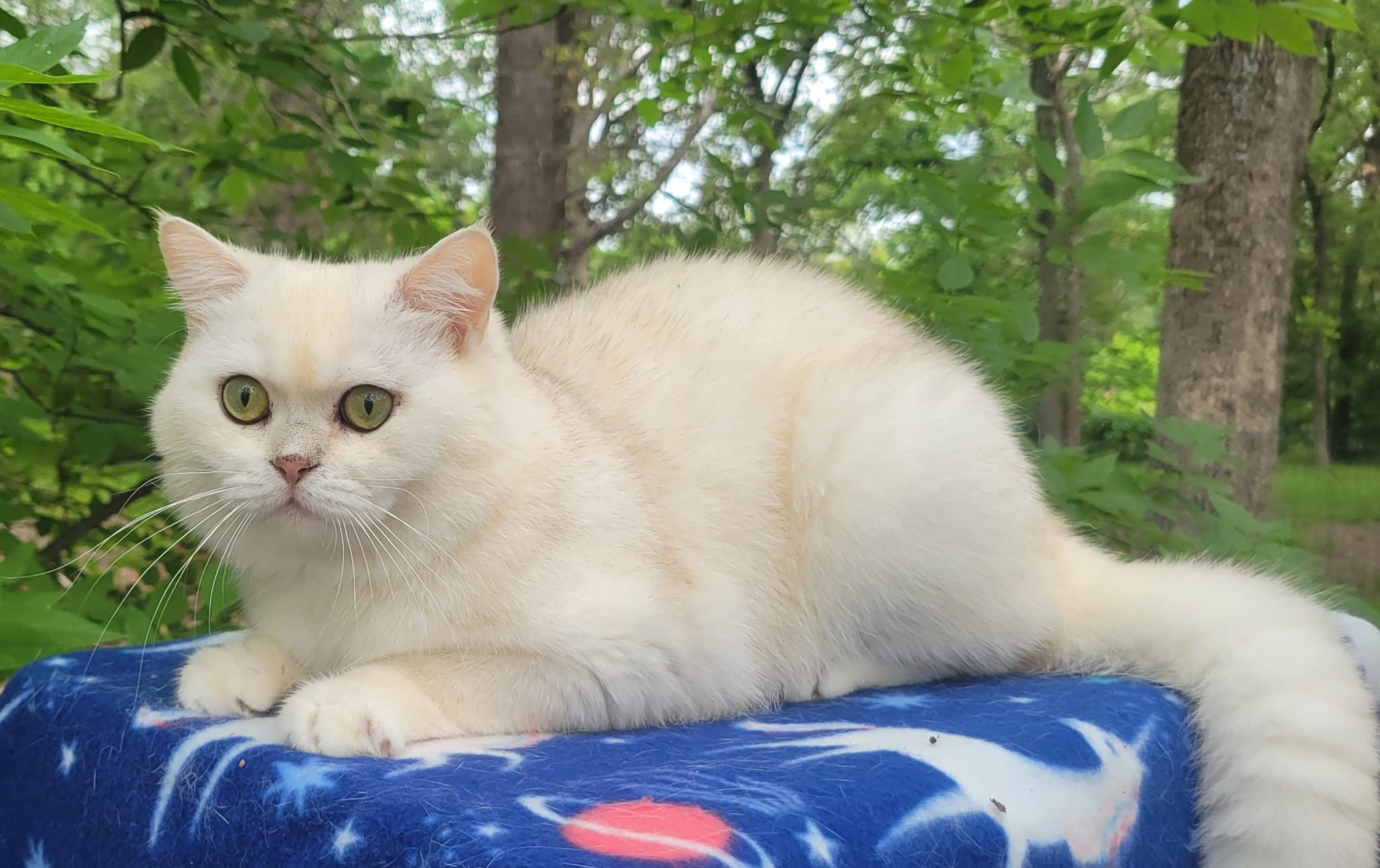 British shorhair Cats