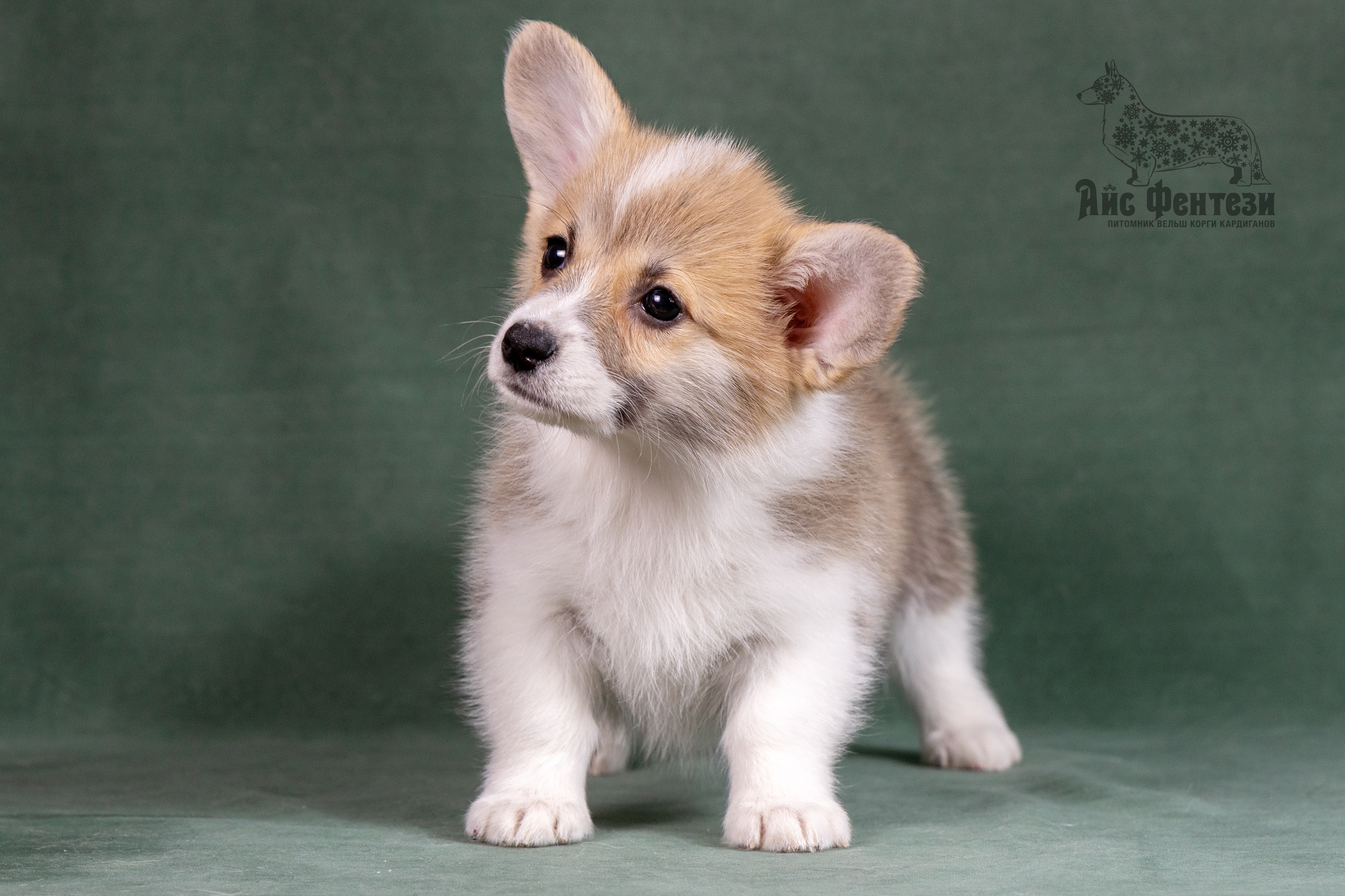 Купить щенка вельш корги кардиган из питомника Ice Fantasy. Ice Fantasy kennel: professional breeding of Siberian huskies and wels