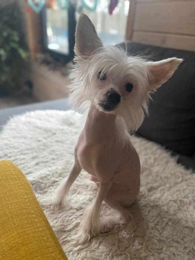 Привет от Френсиса, нам 6 мес!. Питомник китайских хохлатых собак Poale Ell: купить щенка в питомнике