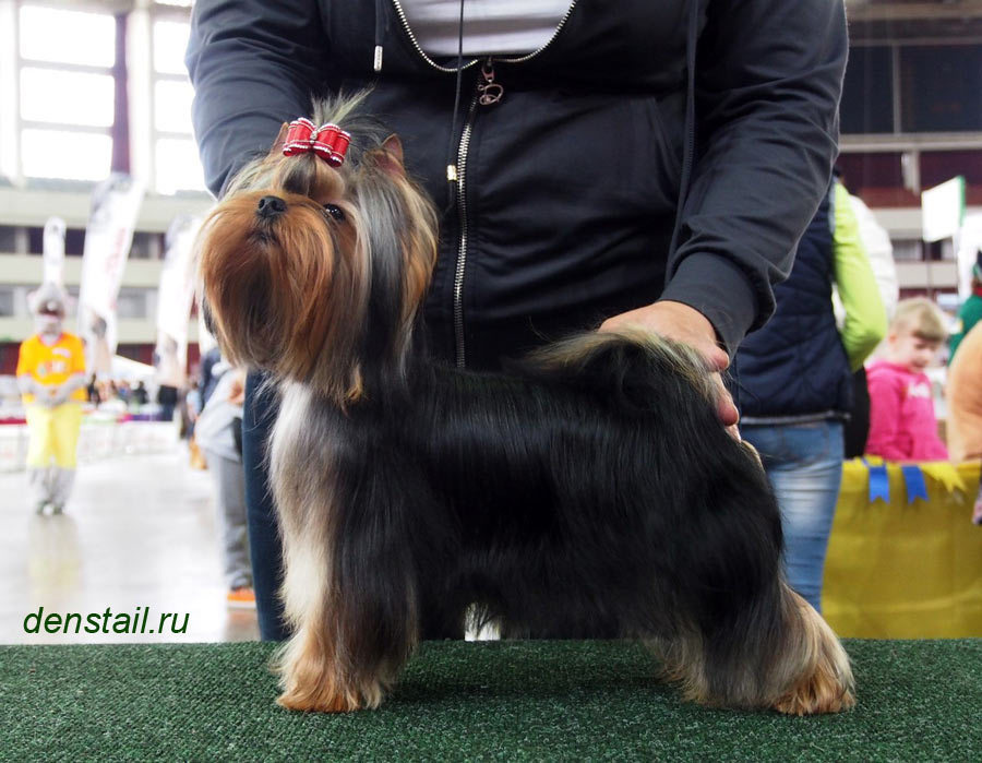 2014 г Результаты выставок. Питомник Йоркширских терьеров Дэнстайл в Санкт-Петербурге заводчик Тих