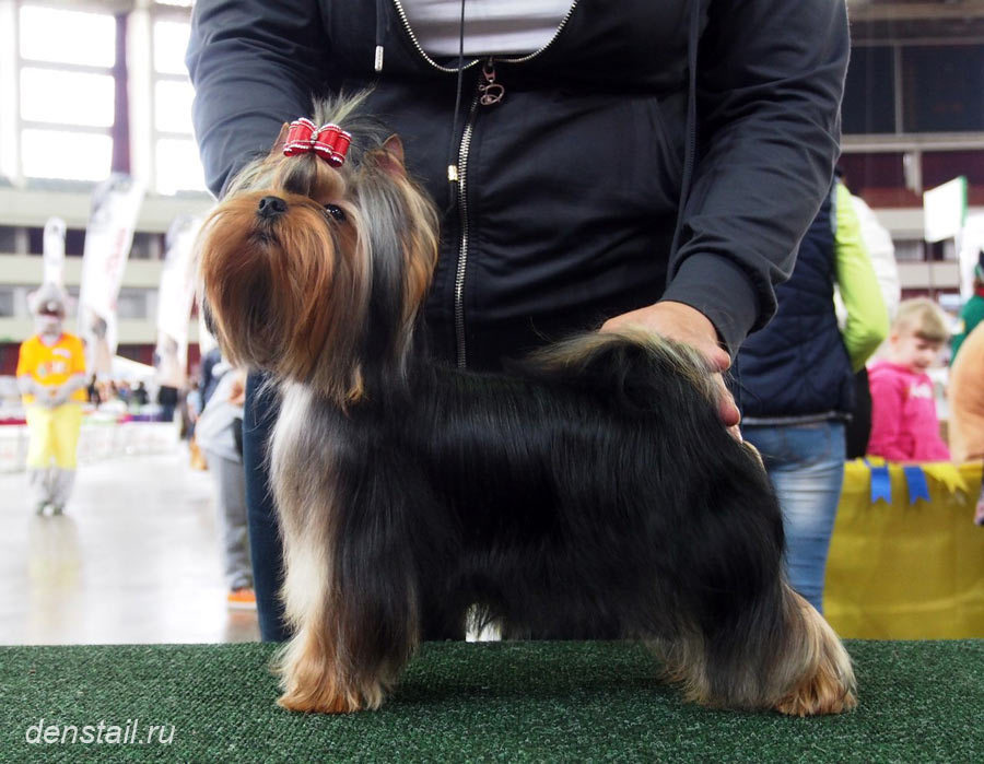 2014 г Результаты выставок. Питомник Йоркширских терьеров Дэнстайл в Санкт-Петербурге заводчик Тих