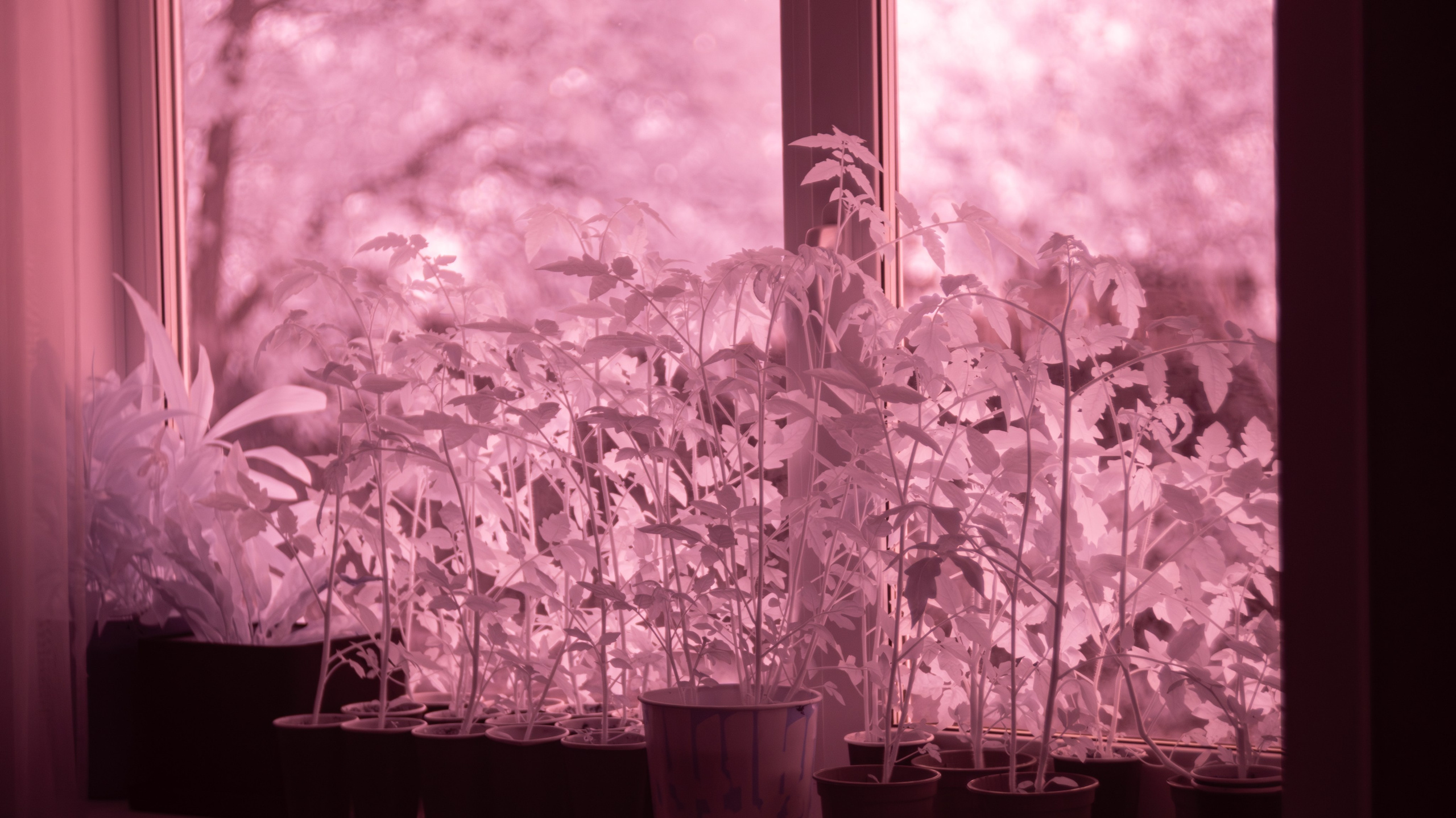 Инфракрасная модификация. AThumbnails