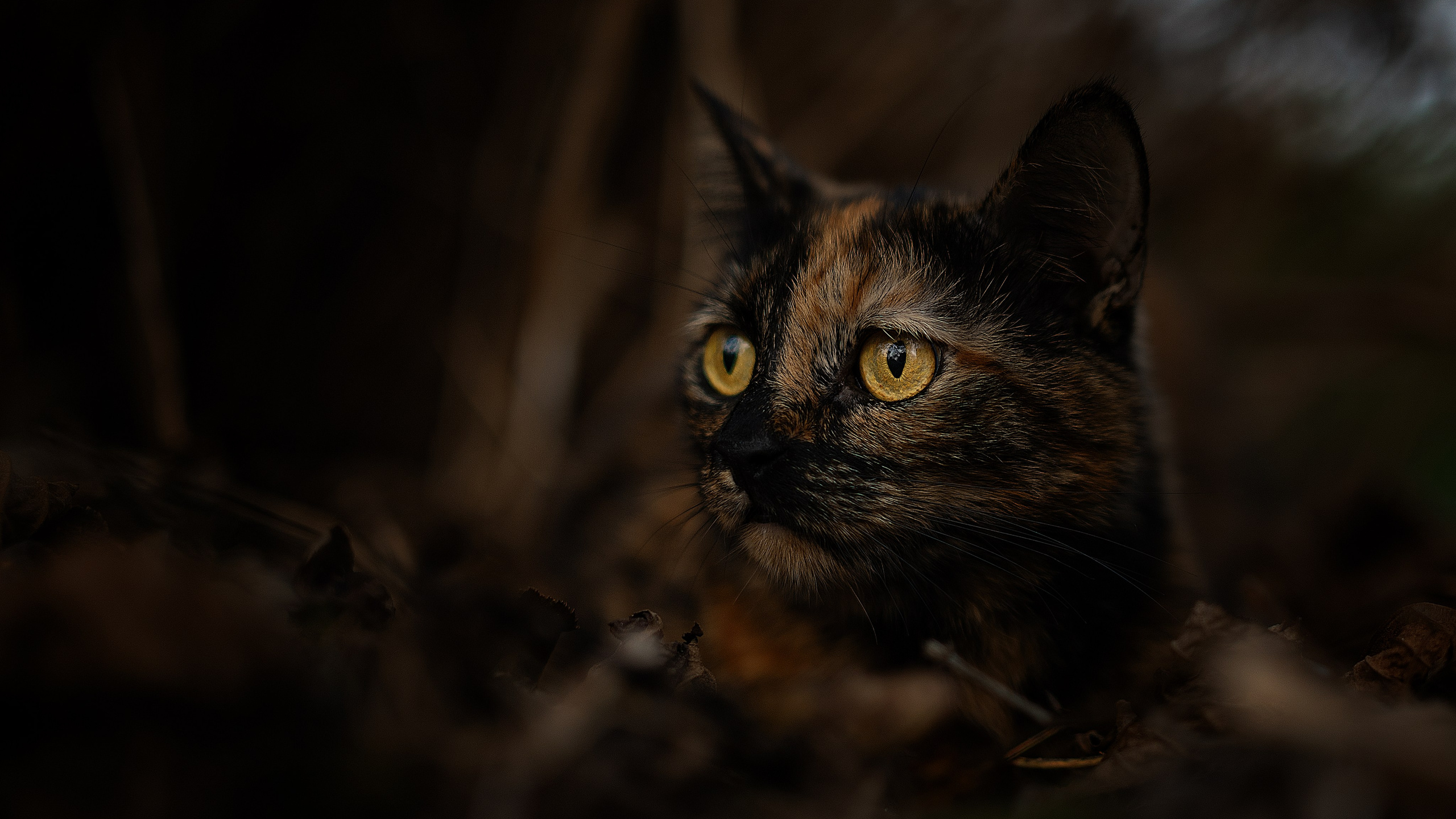 Фотограф — анималист RISHELL PHOTO