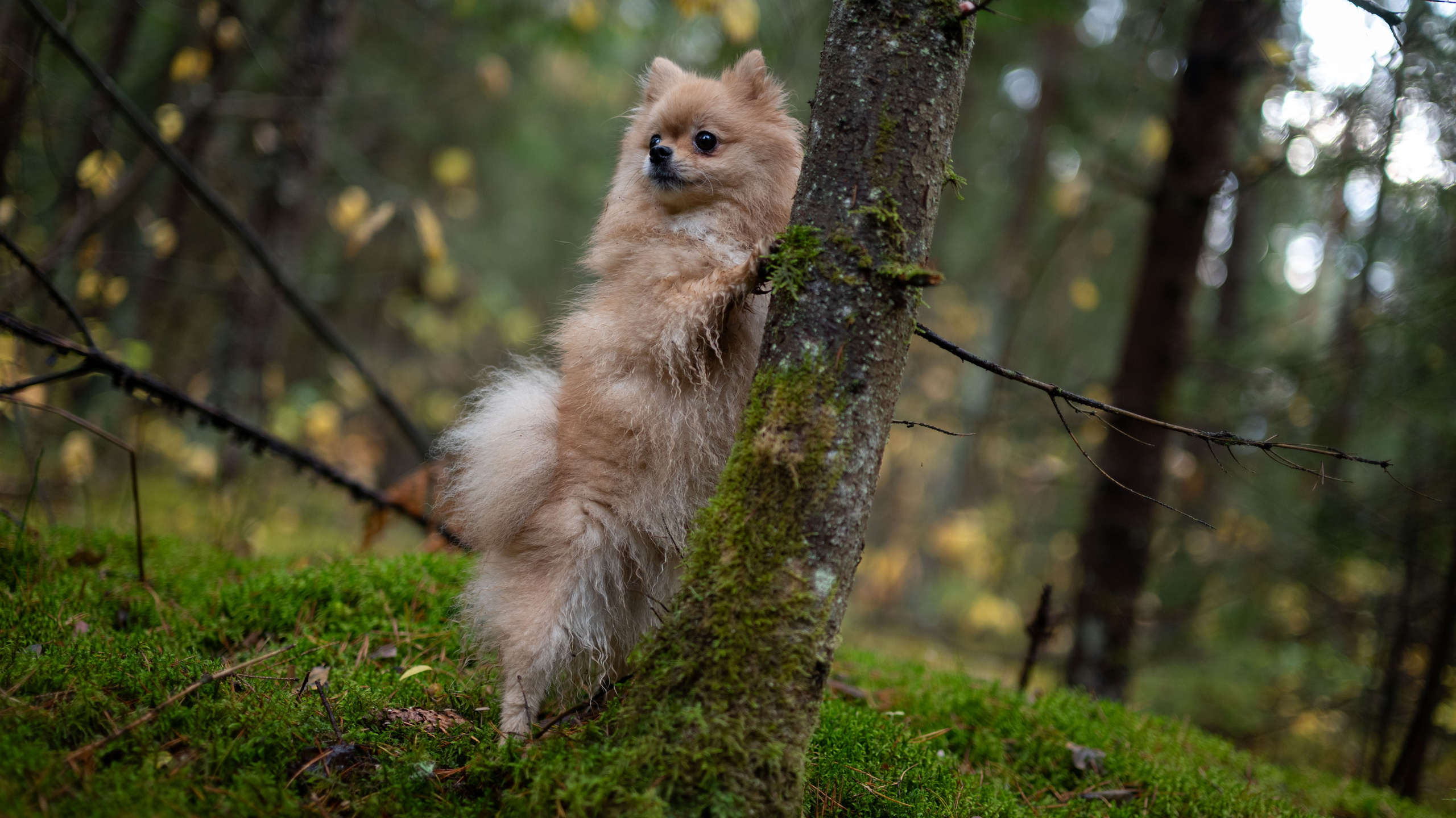 Услуги. Фотограф — анималист RISHELL PHOTO