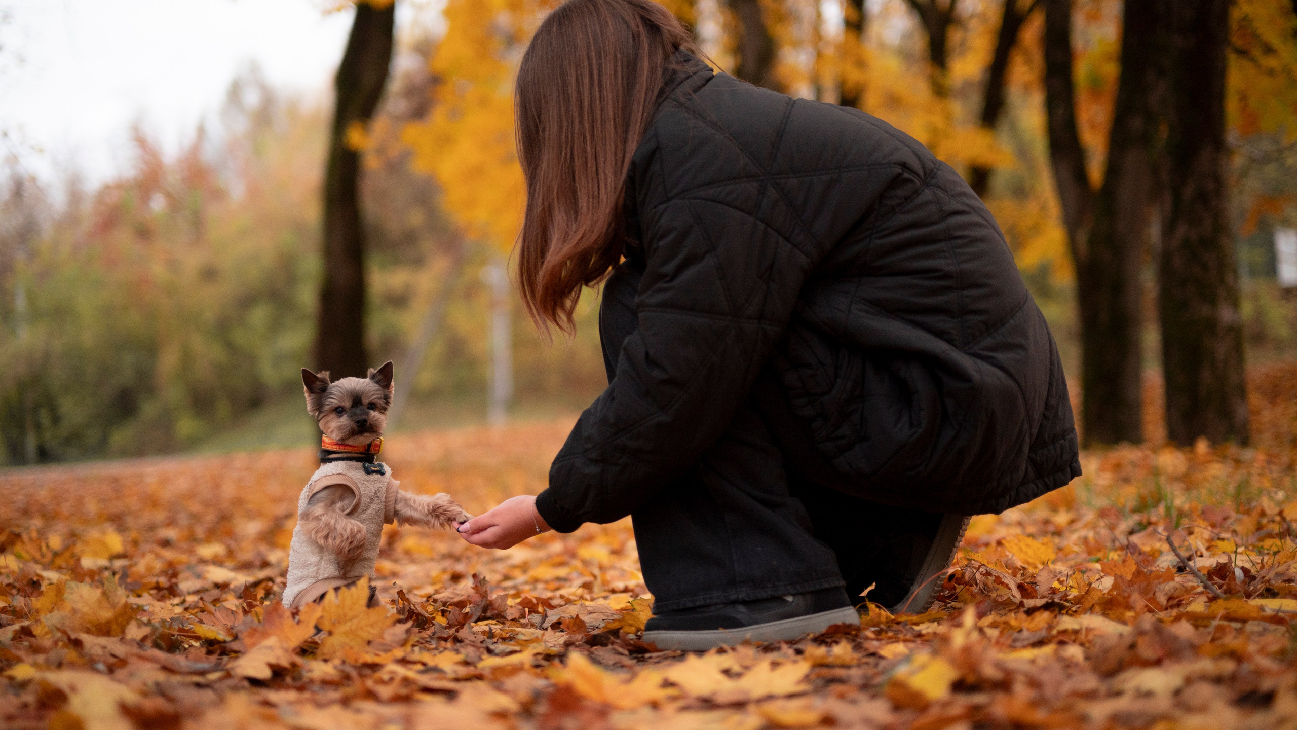Услуги. Фотограф — анималист RISHELL PHOTO