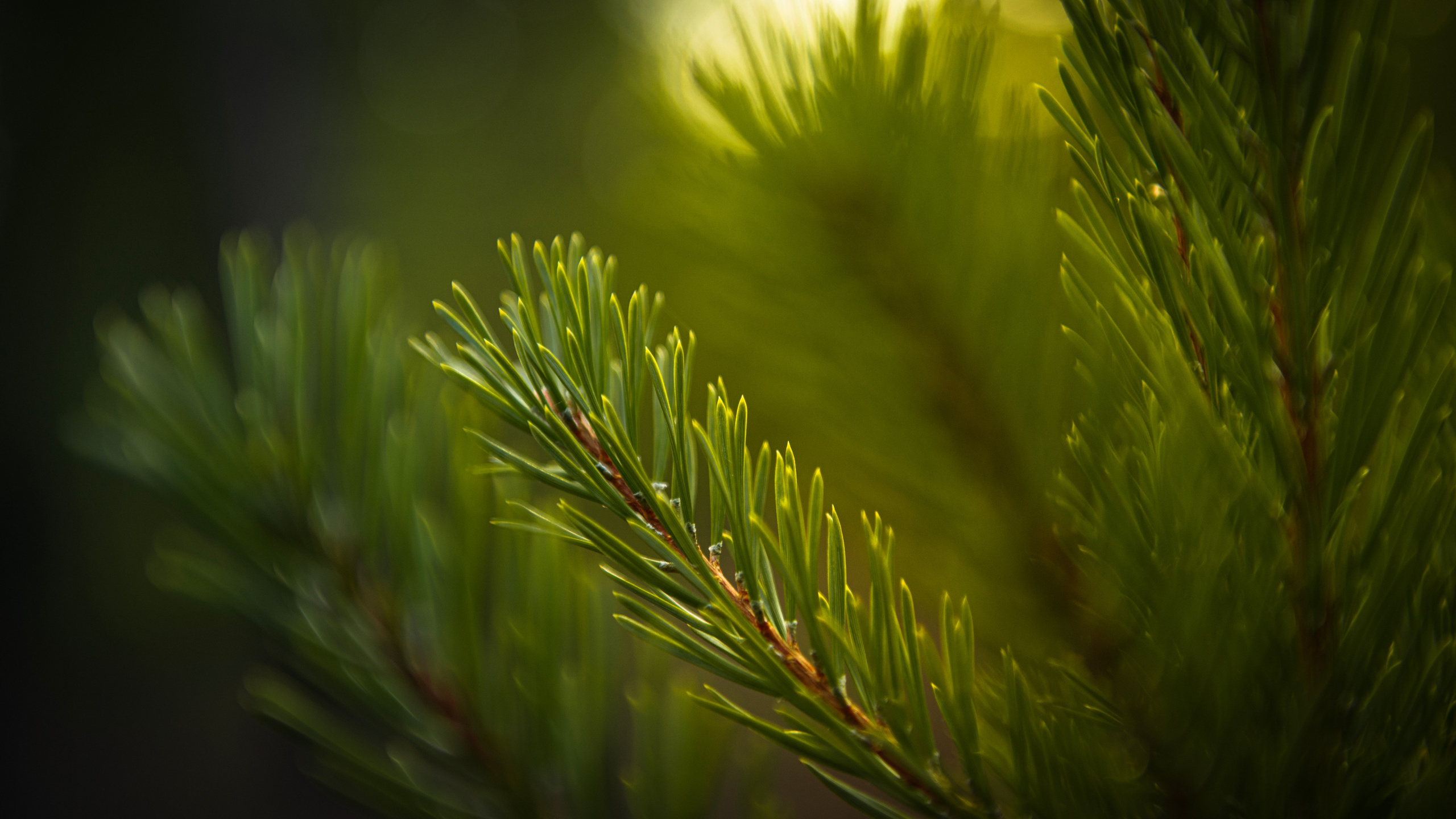 Прогулка. Профессиональная High-End Ретушь | Ретушер и предметный фотограф Алла Белова