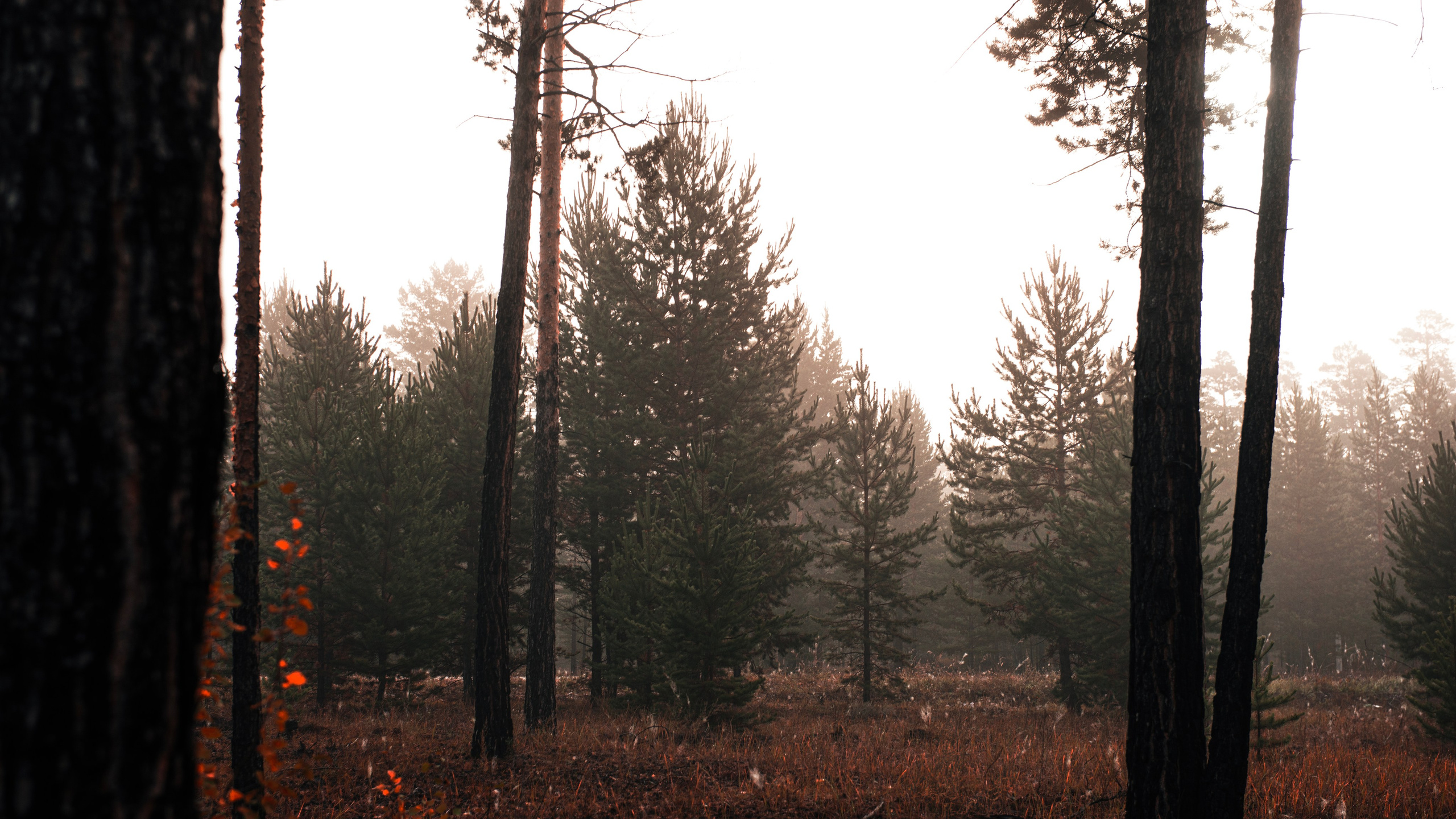 Прогулка. Профессиональная High-End Ретушь | Ретушер и предметный фотограф Алла Белова