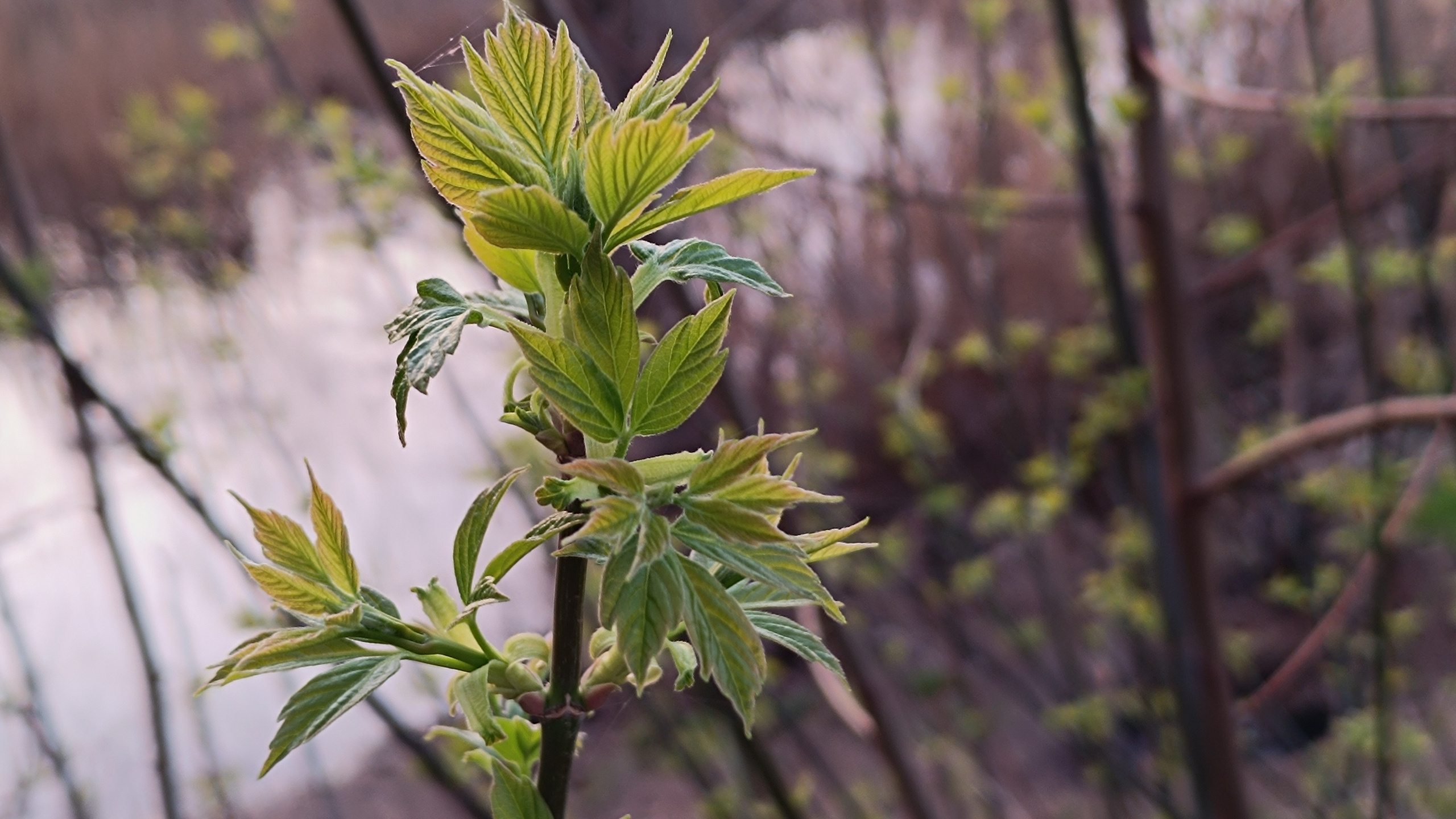 Синрин-йоку. Марина Рыбкина — Глубинная психология