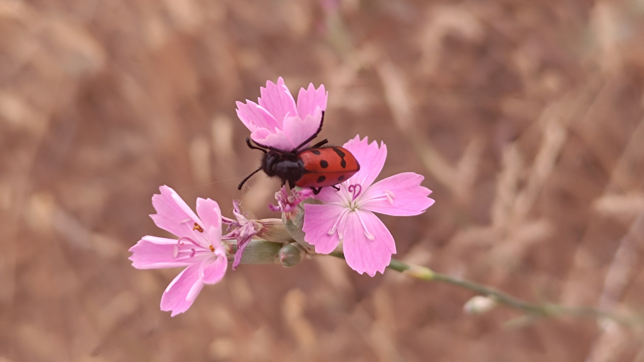 Сама жизнь — радость. Марина Рыбкина — Глубинная психология