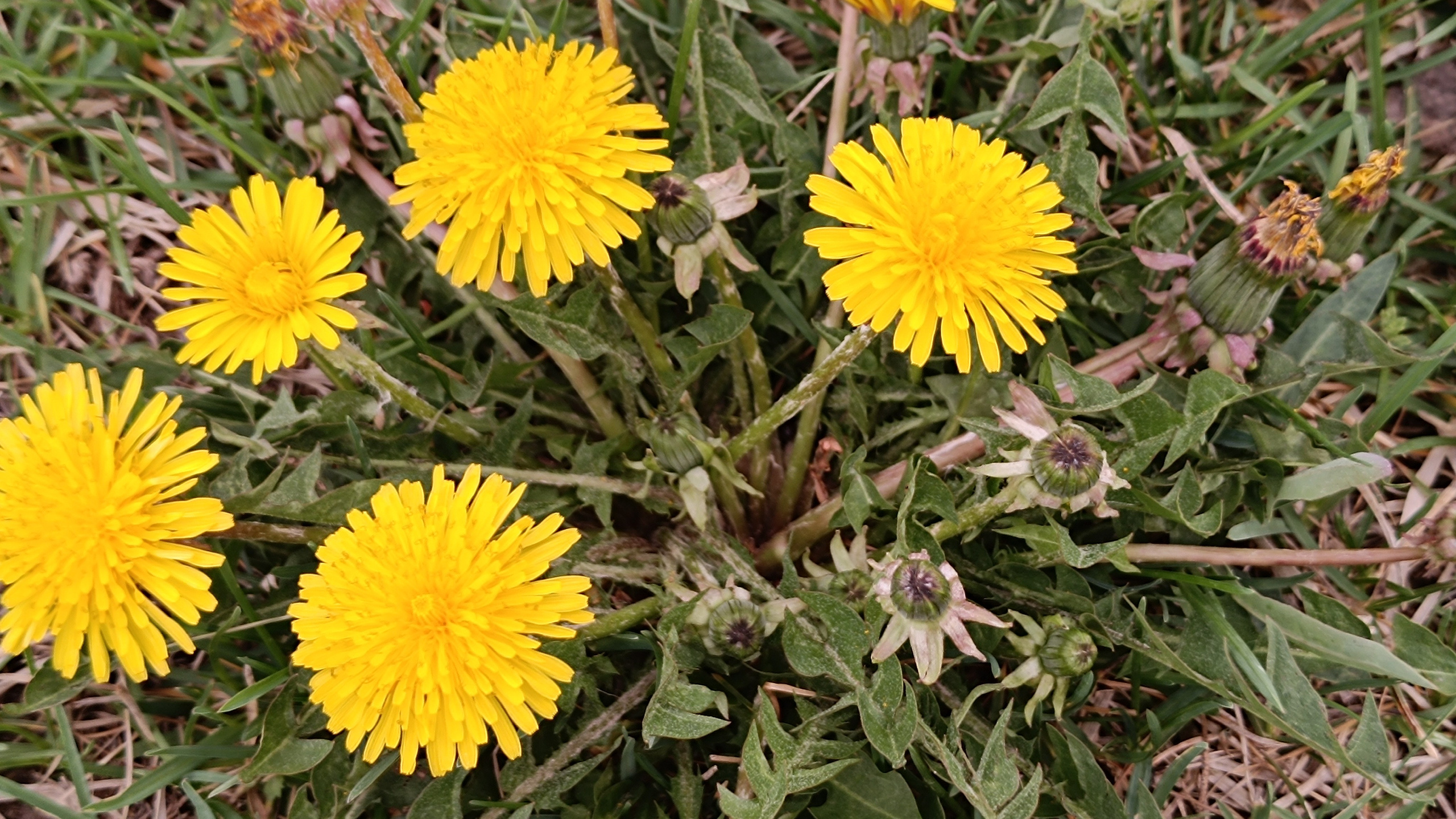 Синрин-йоку. Марина Рыбкина — Глубинная психология