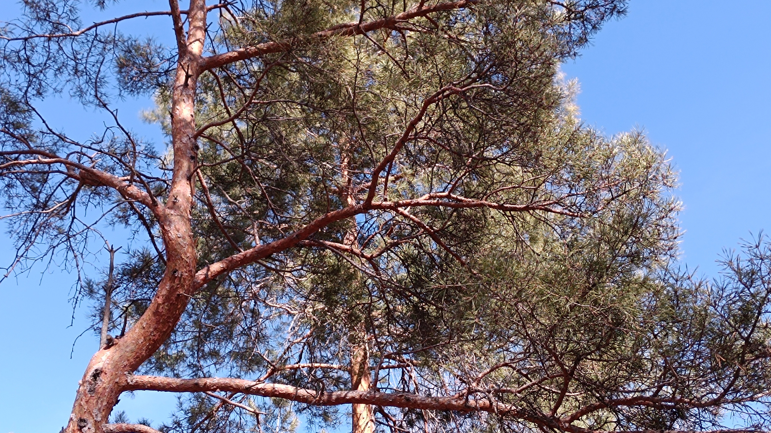 Синрин-йоку. Марина Рыбкина — Глубинная психология