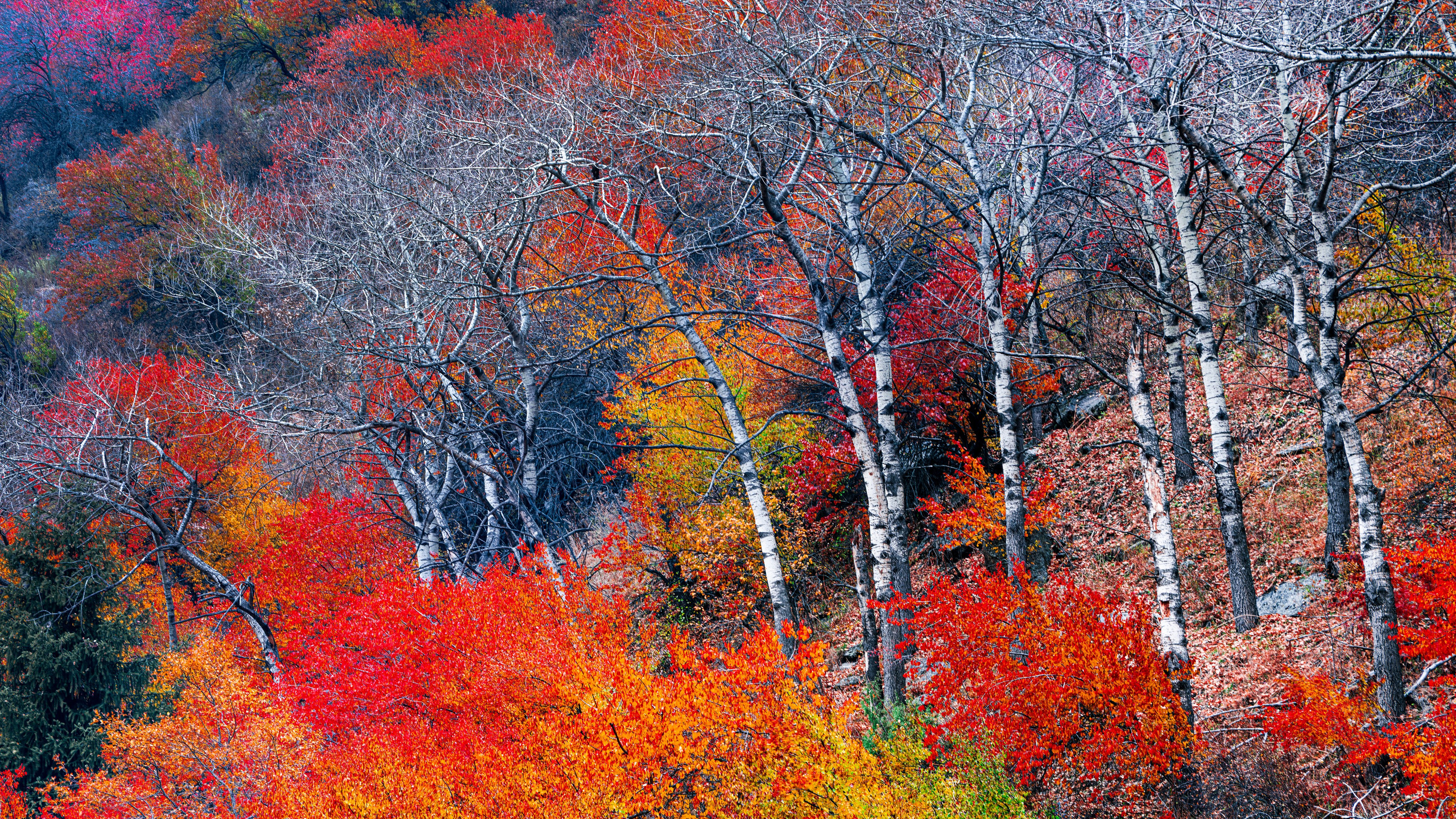 Палитра Алатау. Картины о красоте, культурных ценностях и традициях Казахстана