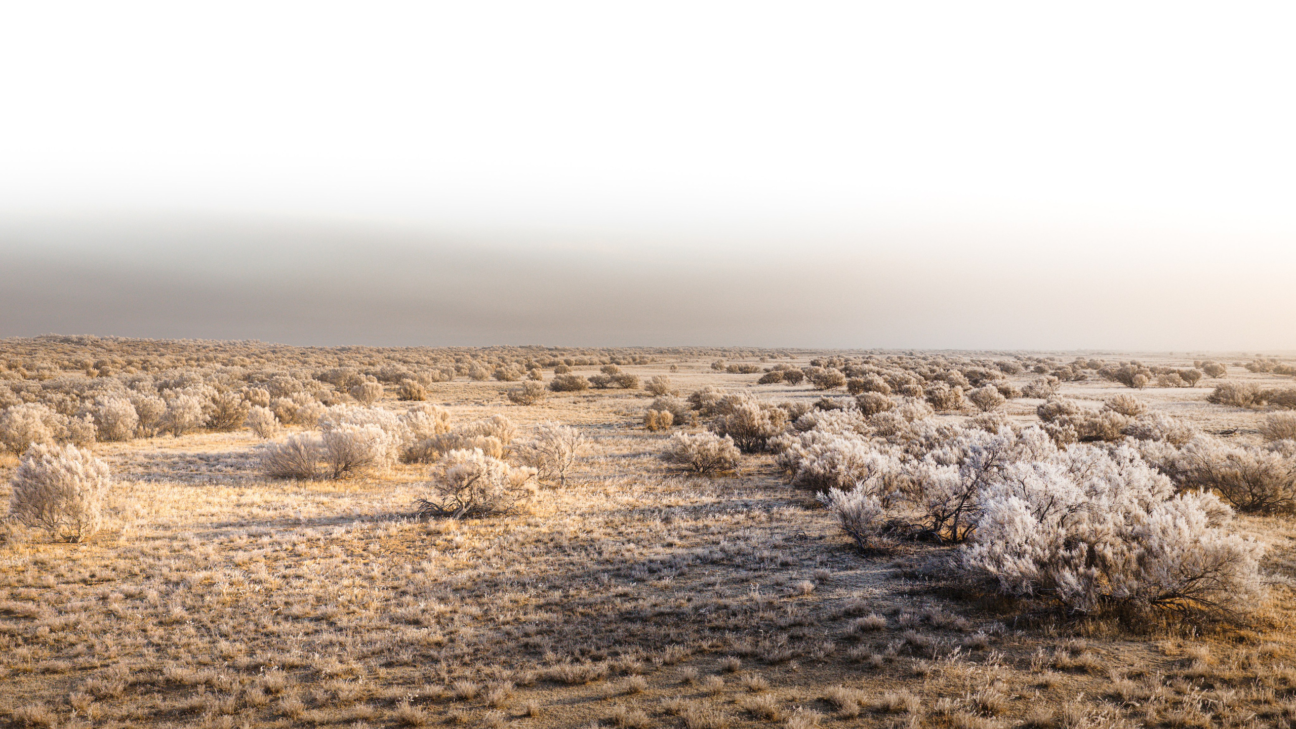 FLORA GENESIS. Картины о красоте, культурных ценностях и традициях Казахстана