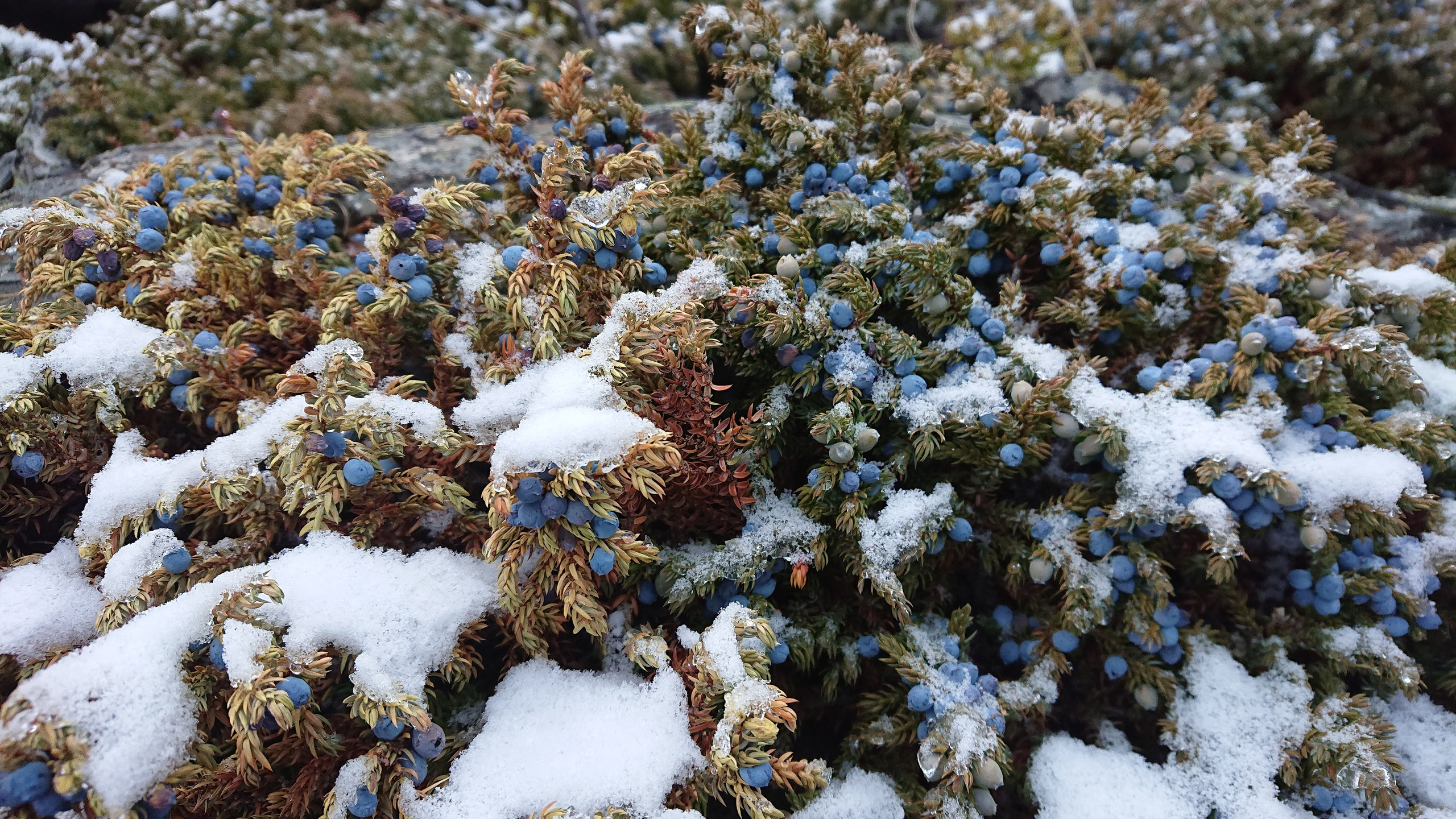 Это не фотошоп. Я видел это в горах Алтая. Семоха Валерий. Фотограф