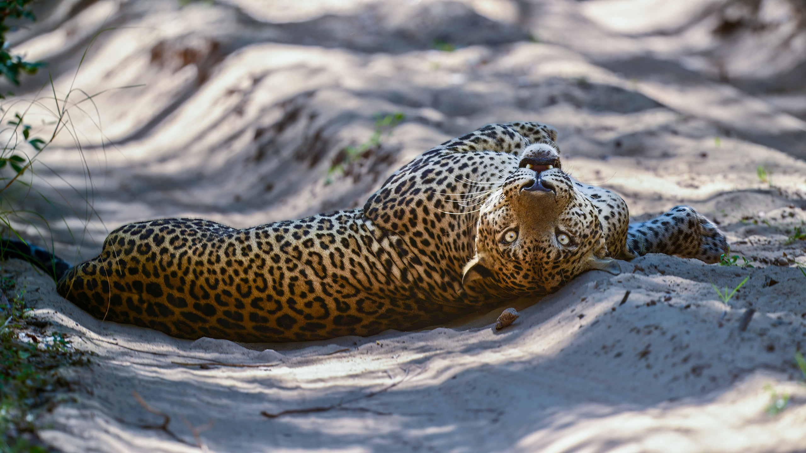 About me. Wildlife photography by Sergey Puponin