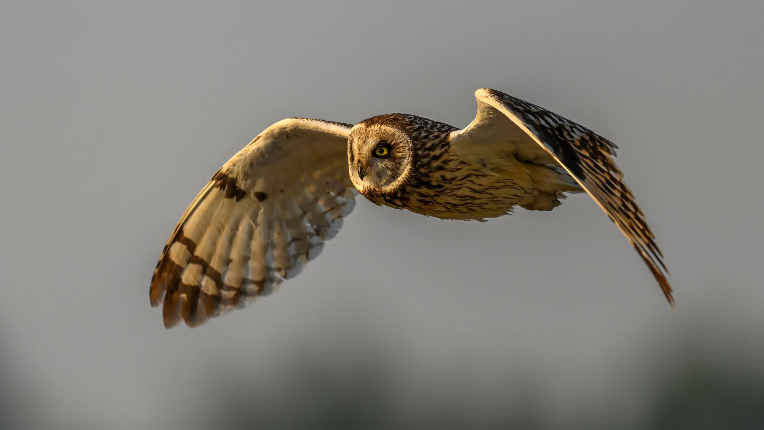 Совы на рассвете. Wildlife photography by Sergey Puponin