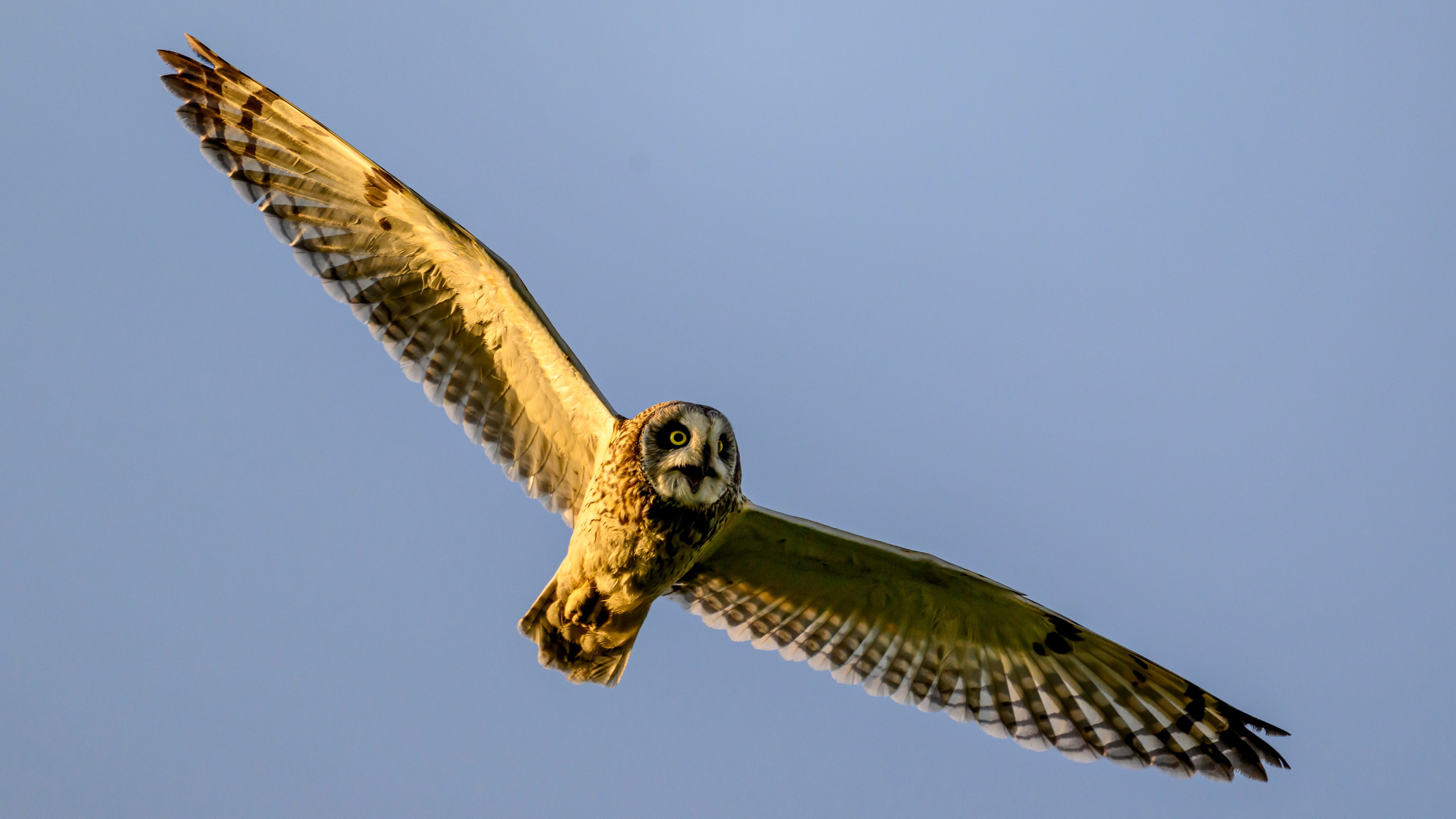 Совы и трясогузки. Фотограф Сергей Пупонин