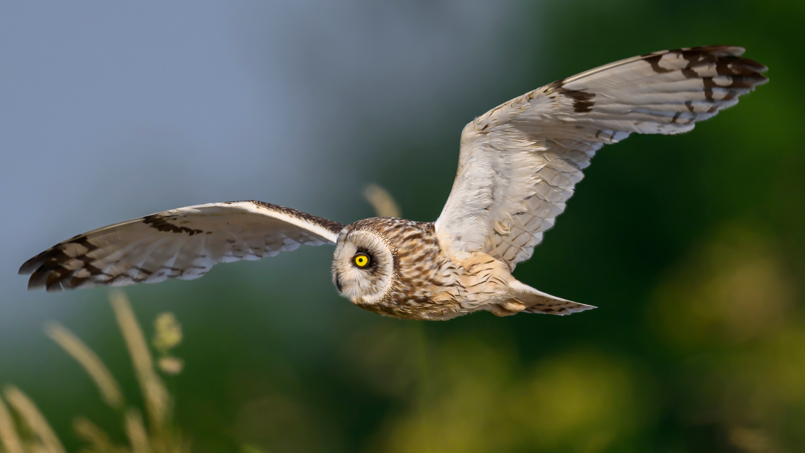 Слеток болотной совы. Wildlife photography by Sergey Puponin