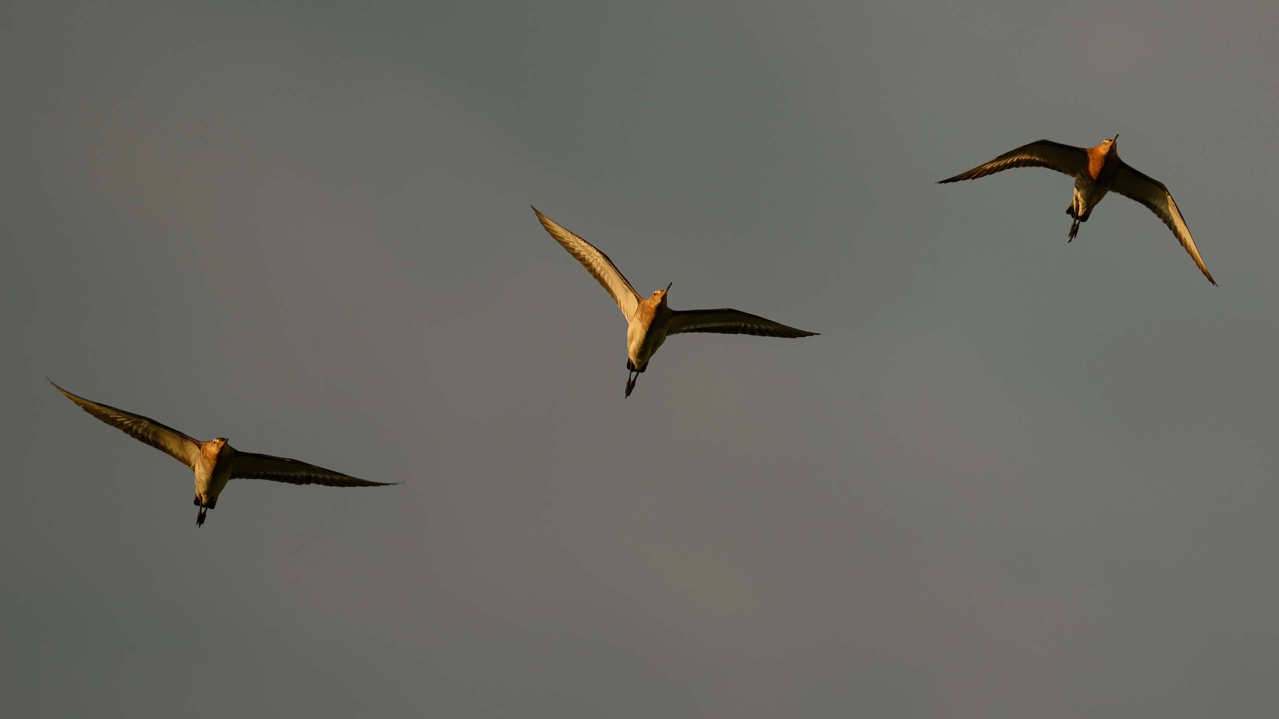 Совы и трясогузки. Фотограф Сергей Пупонин